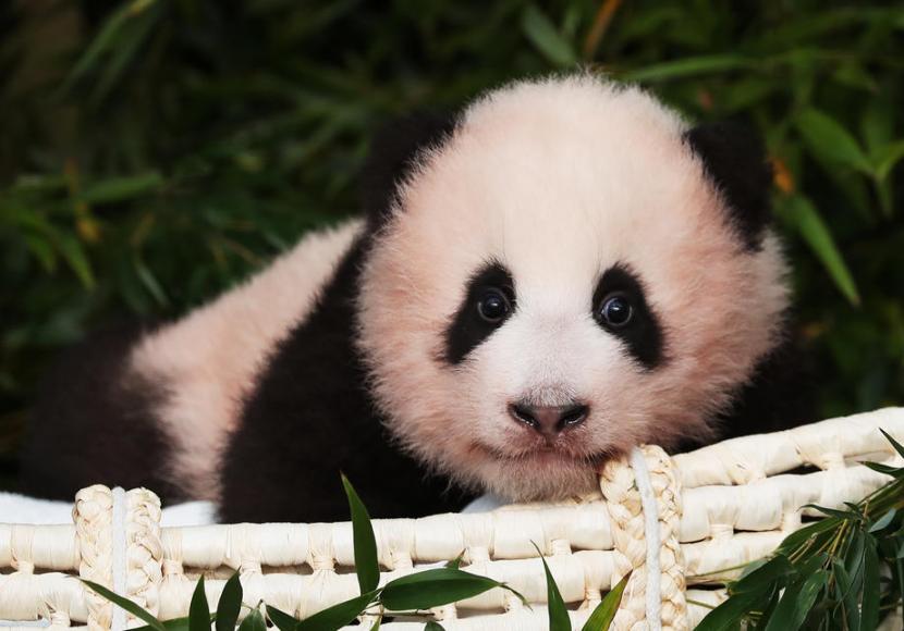 Warga Korea Selatan (Korsel) menyambut kelahiran pertama panda yang diberi nama Fu Bao.