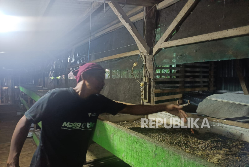 Warga Lampung, Paiman mendapat bantuan Program Maggotin dari Dompet Dhuafa. Melalui program ini, ia menjalankan usaha budidaya maggot dan lele di Desa Karanganyar, Kecamatan Jati Agung, Kabupaten Lampung Selatan, Selasa (20/5/2025).