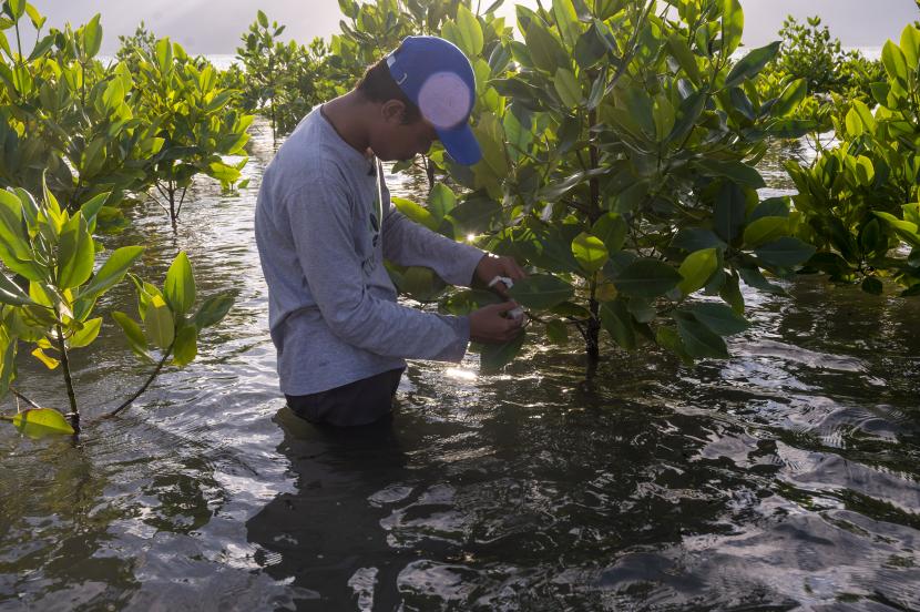 Warga melepaskan plastik yang tersangkut di pohon mangrove di kawasan konservasi mangrove Pantai Dupa, Palu, Sulawesi Tengah, Rabu (12/10/2022) (ilustrasi).