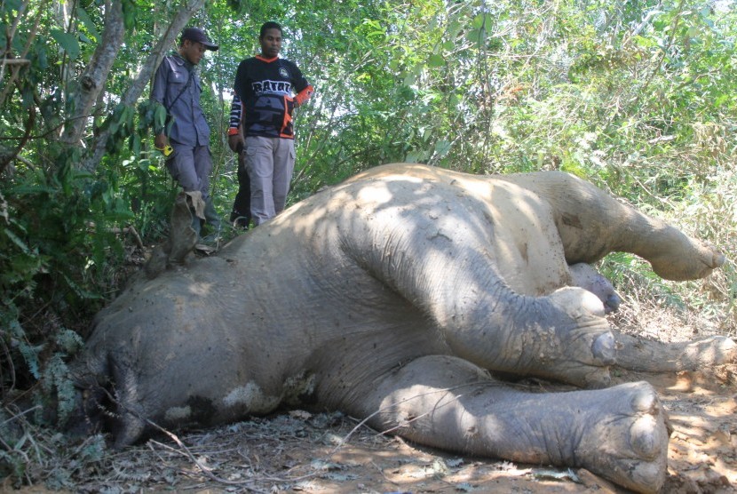 Bangkai gajah sumatera. (Ilustrasi)