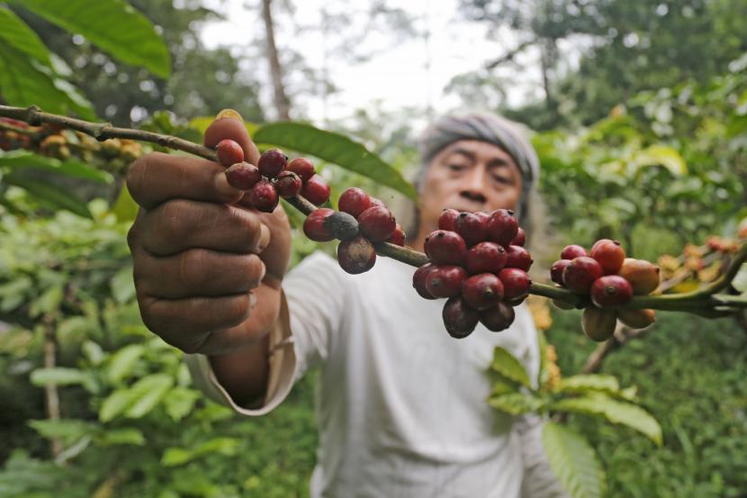 Warga melihat biji kopi robusta sebelum dipanen di Desa Cibeureum, Cilimus, Kuningan, Jawa Barat (Ilustrasi)