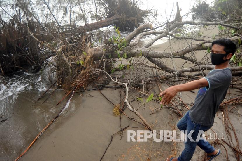 Warga melihat kondisi pohon cemara yang tumbang akibat abrasi di Pantai Pasir Jambak, Padang, Sumatera Barat