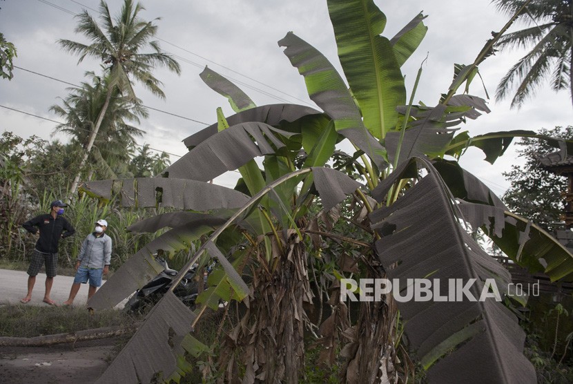 Warga melihat tanaman di kebunnya yang tertutup abu letusan Gunung Agung, di Desa Jungutan, Karangasem, Bali, Ahad (26/11).