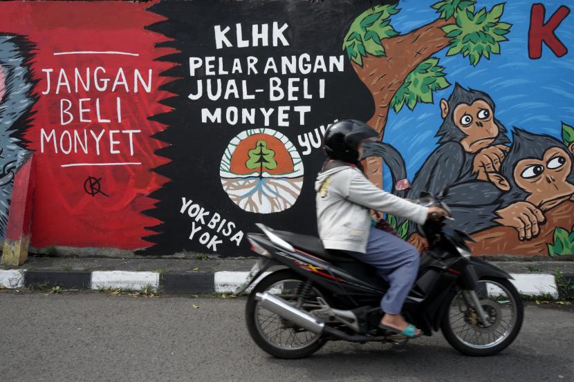 Warga melintas di depan lukisan mural bertema peduli satwa monyet terpampang di dinding Pasar Satwa dan Tanaman Hias Yogyakarta, Senin (13/9/2020). Mural tersebut menjadi kampanye anti perdagangan monyet menyusul tingginya perdagangan monyet di Indonesia, dalam laporan IAR (Internasional Animal Rescue) Indonesia, mendapatkan sebanyak 5.182 postingan iklan jual beli monyet di platform grup Facebook sepanjang tahun 2020 dan perdagangannya tersebar di berbagai pulau Indonesia dimana Pulau Jawa menjadi wilayah terbesar dalam perdagangan monyet, diikuti oleh Sumatra dan Kalimantan.