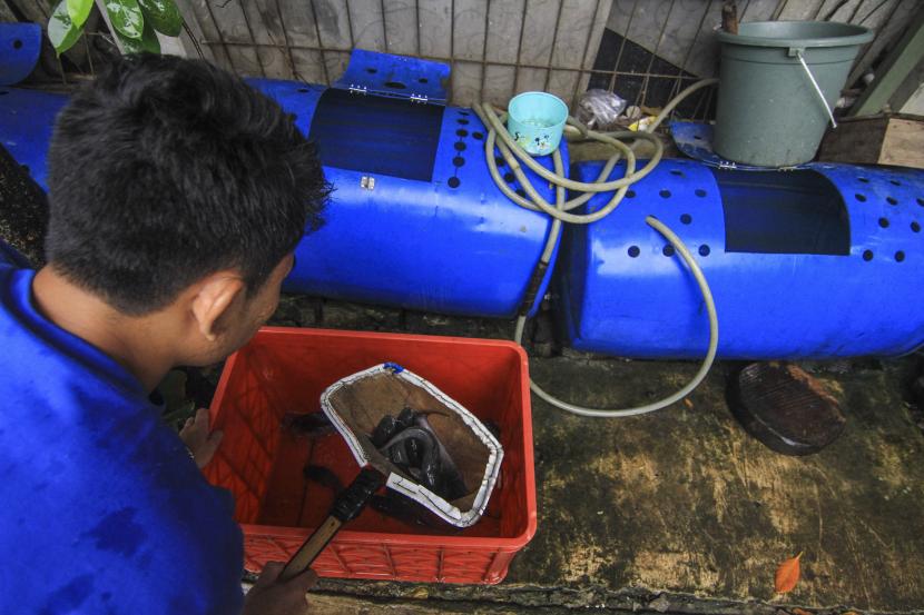 Warga memanen ikan lele budidaya kolam drum (ilustrasi). Sandiaga Uno mengajak masyarakat budidaya lele.