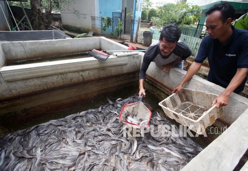 Warga memanen ikan lele yang dibudidayakan di bantaran sungai Cisadane, Tangerang, Banten. Pemkot menggelar mancing bersama di Sungai Cisadane dalam rangka HUT Kota Tangerang.