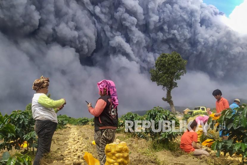 Warga memanen kentang dengan latar belakang Gunung Sinabung yang menyemburkan material vulkanik di Karo, Sumatera Utara, Senin (10/8/2020). Gunung Sinabung erupsi dengan tinggi kolom 5.000 meter di atas puncak atau sekitar 7.460 meter di atas permukaan laut. 