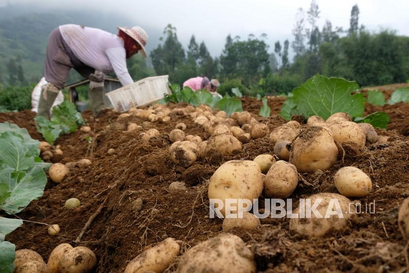 Warga memanen kentang di perladangan (ilustrasi). Anggota holding Pupuk Indonesia, PT Pupuk Kalimantan Timur (PKT), meningkatkan produktivitas pertanian dengan produk NPK Pelangi JOS. 