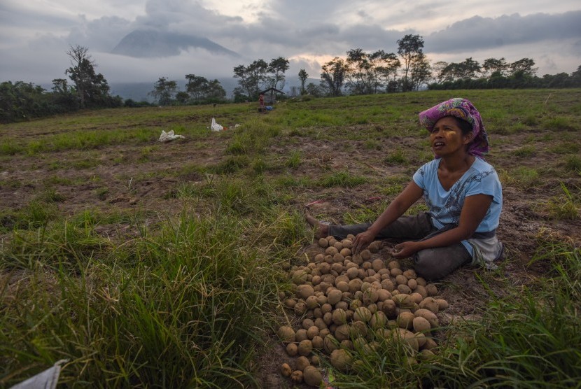 Warga memanen kentang di sebuah lahan pertanian di Desa kutayonggal, Karo, Sumatera Utara, Jumat (5/6).(Antara Foto/Zabur Karuru)