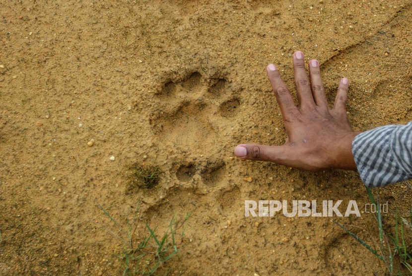 Warga membandingkan tangannya dengan jejak Harimau Sumatra. Warga Kabupaten Siak, Riau, sejak pekan lalu dihebohkan dengan kemunculan satwa luar jenis harimau sumatra ke pemukiman warga. 