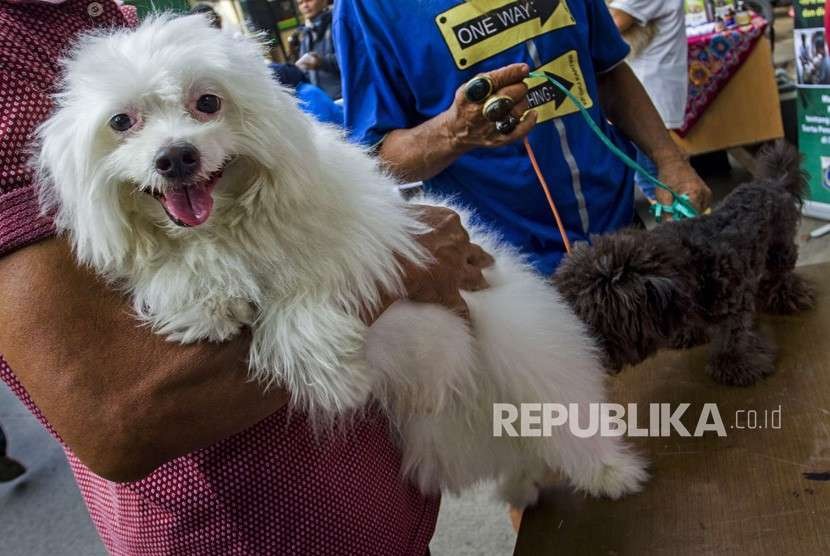 Warga membawa hewan peliharaan anjing di kawasan Mangga Dua Selatan, Jakarta, Rabu (3/10). Penelitian menunjukkan anjing mampu membedakan antara bau dasar orang dari bau stres mereka.
