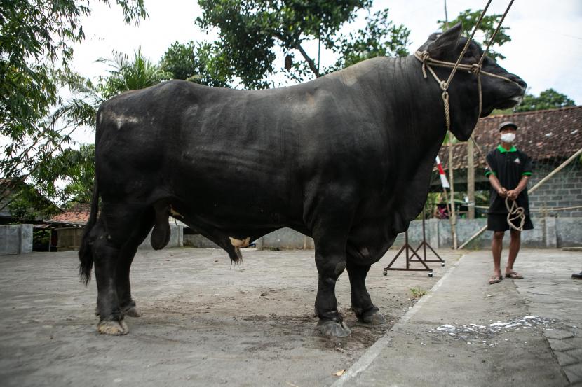 Warga membawa sapi yang dibeli Presiden Joko Widodo untuk kurban Idul Adha di Cangkringan, Sleman, DI Yogyakarta, Jumat (8/7/2022).