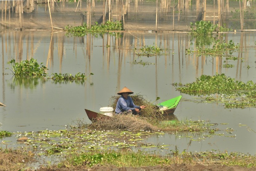  Warga membersihkan akar gulma dan ganggang yang telah mati di area genangan danau Rawapening yang mengalami penyusutan, wilayah Dusun Sumurup, Desa Asinan, Kecamatan Bawen, Kabupaten Semarang.