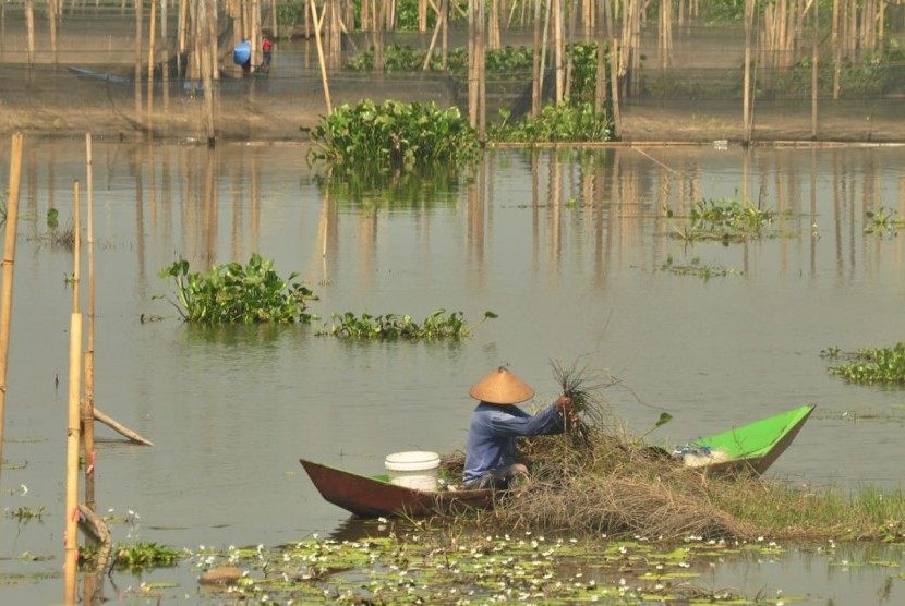 Warga membersihkan akar gulma dan ganggang yang telah mati di area genangan danau Rawapening. 