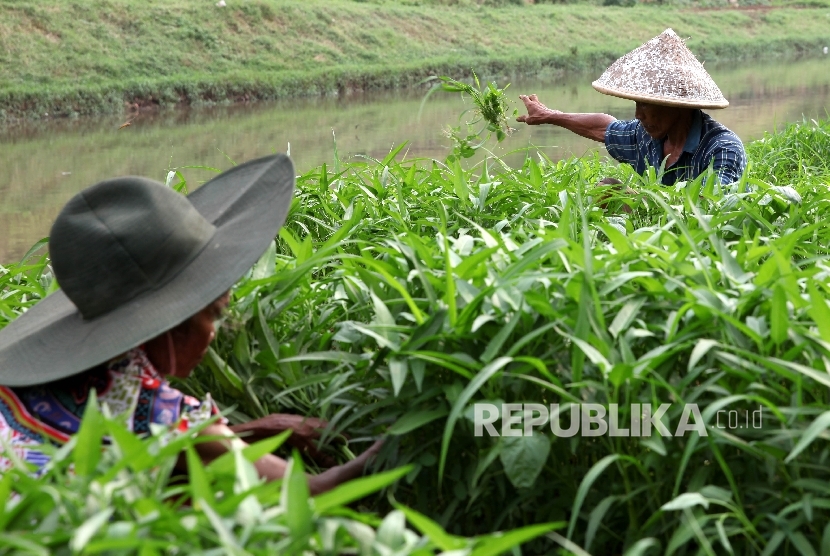 Warga membersihkan tumbuhan hama dari ladang sayuran 