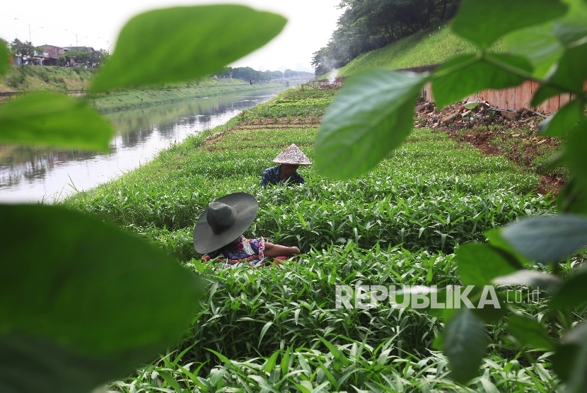 Warga membersihkan tumbuhan hama dari ladang sayuran mereka di tepi Kanal Banjir Timur (KBT), Jakarta Timur, Selasa (13/9).