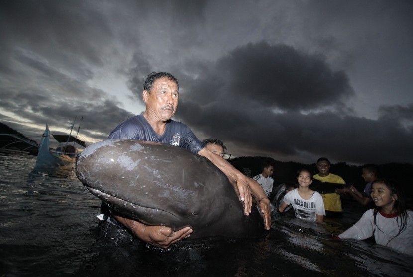 Warga memegang seekor anak Paus Pilot Sirip Panjang (Globicephala melas) yang terdampar di pesisir Kota Tahuna, Pulau Sangihe, Sulawesi Utara, Kamis (3/3). 