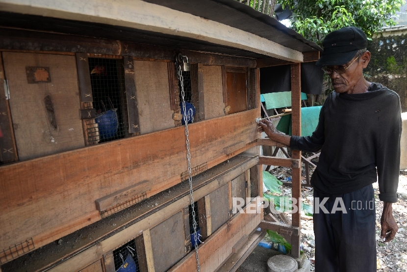 Kandang ayam. Petugas Damkar Jakarta Timur mengevakuasi ular sanca sepanjang dua meter dari kandang ayam warga di Pasar Rebo, Selasa (28/1).