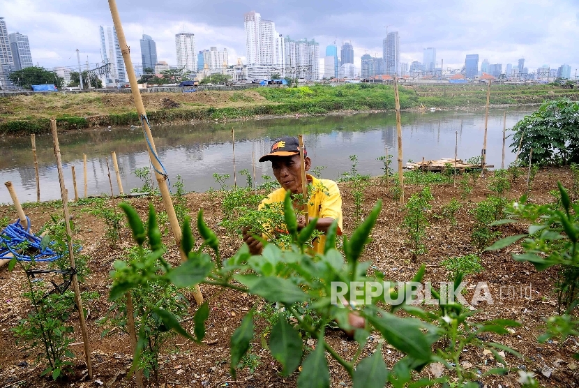  Warga memeriksa tanaman cabai yang ditanam dipinggiran Sungai Banjir Kanal Barat, Petamburan, Jakarta, Ahad (15/1). 