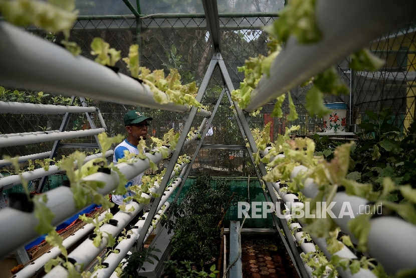  Warga memeriksa tanaman sayur yang ditaman dengan sistem Hidroponik 