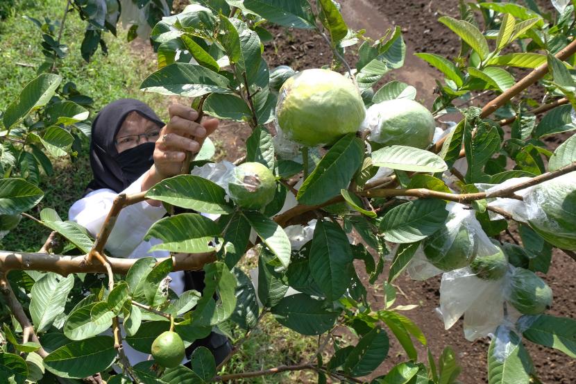 Warga memetik buah jambu biji (Psidium guajava) di perkebunan milik kelompok tani Jambu desa Karanggedong, Ngadirejo, Temanggung, Jawa Tengah, Jumat (20/3/2020).