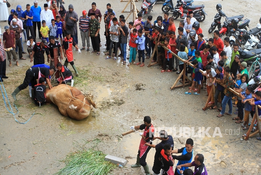 Warga memperhatikan petugas memyembelih sapi kurban (iustrasi)