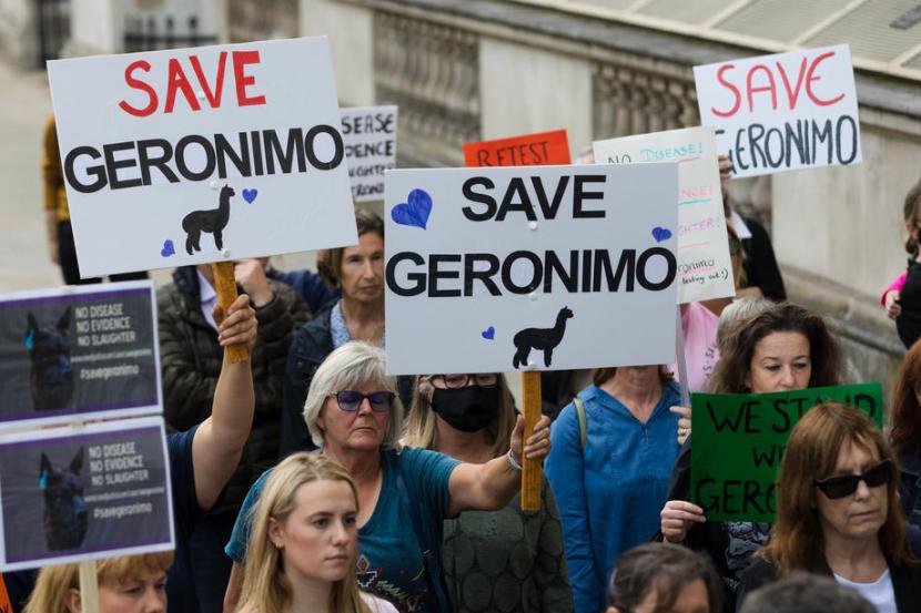 Warga memprotes hukuman mati terhadap seekor alpaka bernama Geronimo pada 9 Agustus 2021 di Inggris.