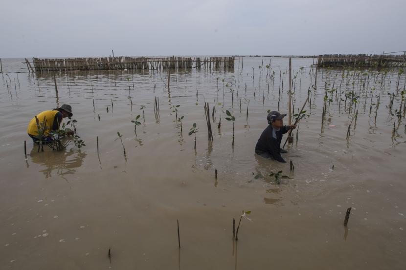 Warga menanam bibit bakau di hutan bakau atau mangrove