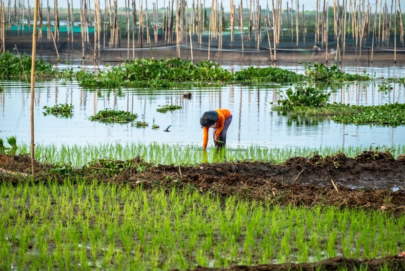 Warga menanam padi di lahan Danau Rawa Pening di Desa Asinan, Bawen, Kabupaten Semarang, Jawa Tengah, Rabu (10/7).