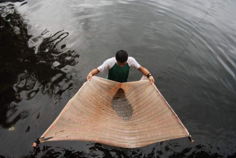 Warga menangkap ikan rinuak menggunakan kain kelambu di Danau Maninjau, Agam, Sumatra Barat. (Ilustrasi)