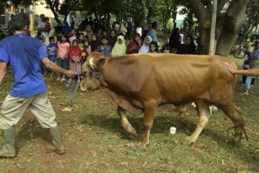 Warga menarik sapi kurban akan disembelih saat Hari Raya Idul Adha.