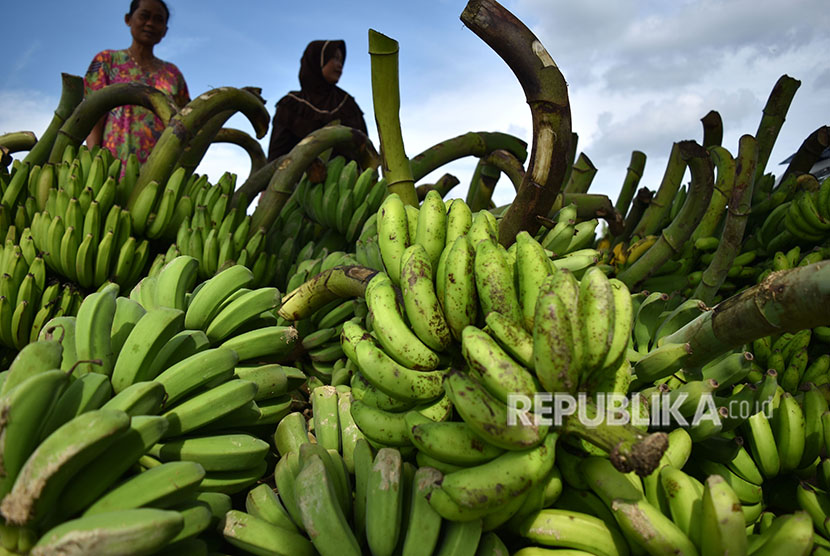 Ekspor pisang. (Ilustrasi)