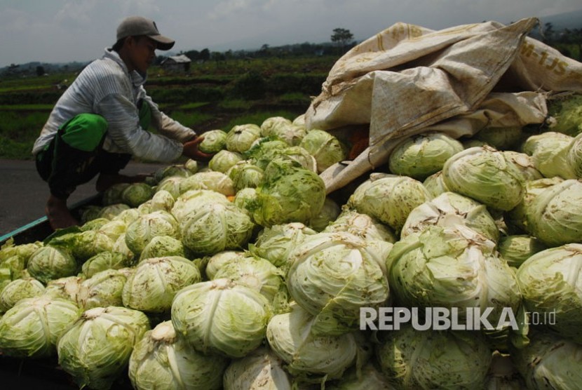 Tanaman Sayuran di Purbalingga Terserang Jamur | Republika ...
