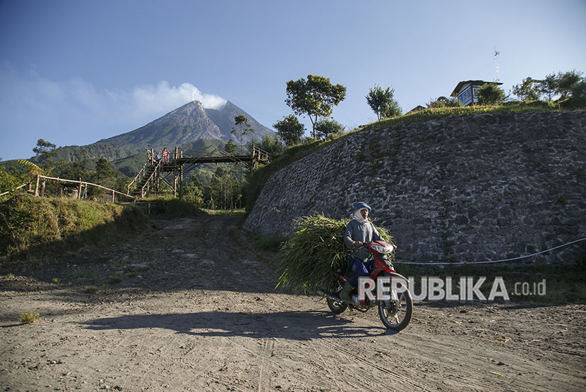 Warga mencari rumput di kawasan lereng Gunung Merapi, Klangon, Cangkringan, Sleman, DI Yogyakarta, Sabtu (12/5). 