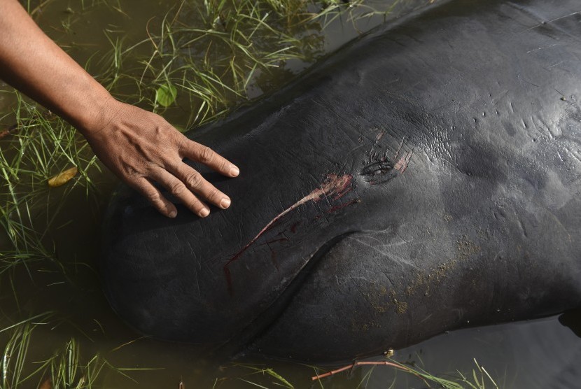   Warga mengamati seekor Paus Pilot Sirip Pendek (Globicephala macrorhynchus) yang mati karena terdampar di Pantai Pesisir, Desa Pesisir, Probolinggo, Jawa TImur, Kamis (16/6).  (Antara/Zabur Karuru)