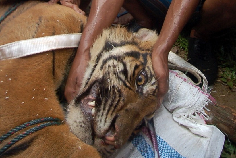 Warga mengevakuasi harimau sumatera (panthera tigris sumatrae) yang telah dibius di Nagari Mandeh, Kab.Pesisir Selatan, Sumatera Barat, Jumat (27/5). (Antara/Iggoy el Fitra) 