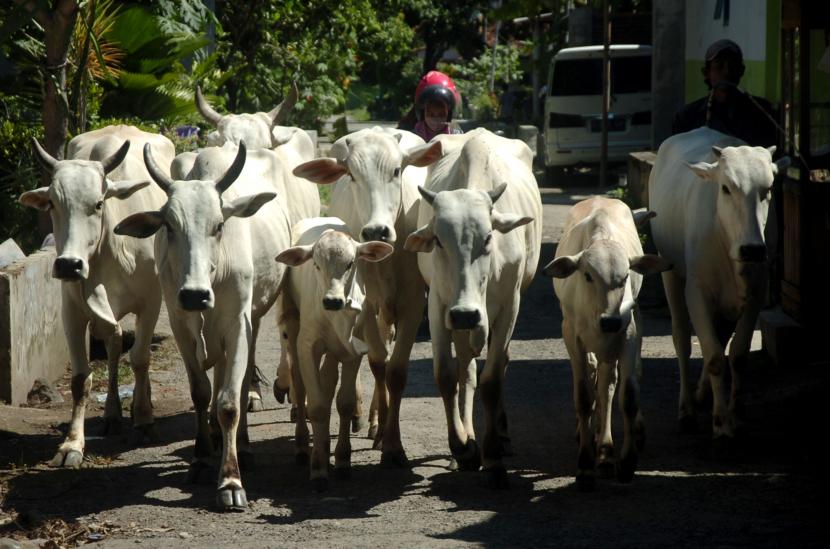 Warga menggiring sapi (ilustrasi). Sebanyak 200 ekor sapi di Kabupaten Penajam Paser Utara (PPU), Kalimantan Timur, telah diasuransikan melalui Program AUTSK (Asuransi Usaha Ternak Sapi/Kerbau).