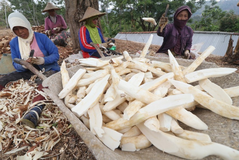 Warga mengupas singkong untuk diproses menjadi gaplek yang selanjutnya dijual kepada produsen tepung tapioka (ilustrasi). Sepanjang Januari-September 2020, Indonesia mengimpor singkong sebanyak 136 ribu ton.