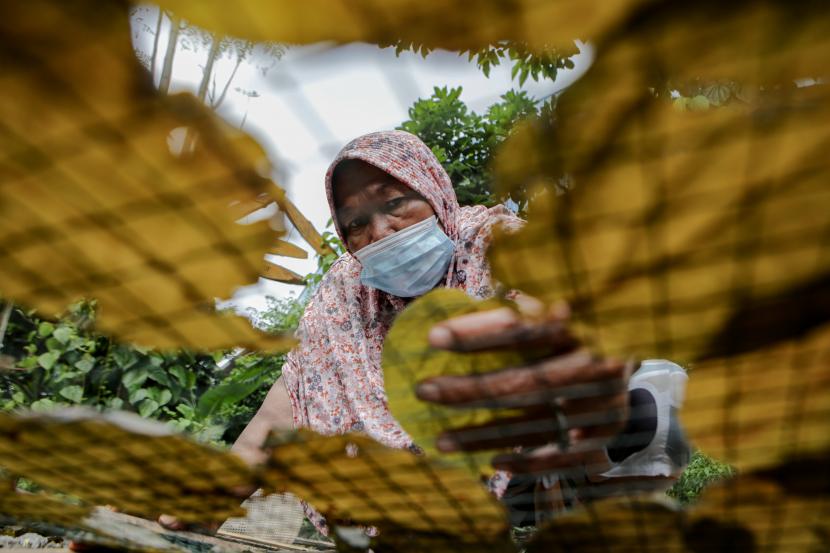 Warga menjemur daun sirih untuk diolah menjadi keripik di Mekarsari, Neglasari, Kota Tangerang, Banten.