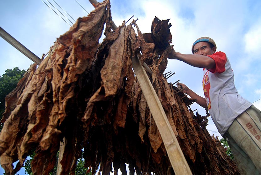  Warga menjemur daun tembakau non rajang di Wekas, Magelang, Jawa Tengah.