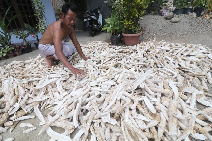 Warga menjemur gaplek untuk dijual kepada produsen tepung tapioka seharga Rp2.700 per kilogram di Desa Selopanggung, Kediri, Jawa Timur, Rabu (25/8). Pemerintah resmi membentuk Badan Pangan Nasional (BPN) melalui penerbitan Peraturan Presiden Nomor 66 Tahun 2021.