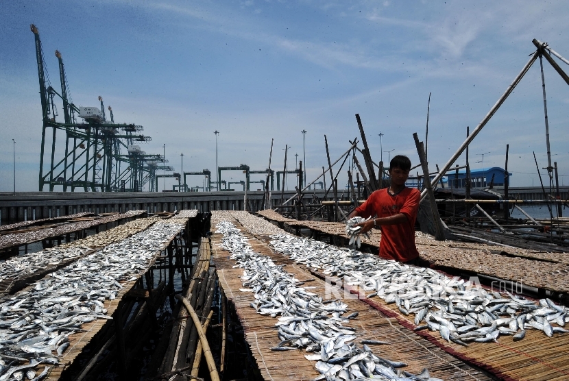  Warga menjemur ikan hasil tangkapan di perkampungan nelayan Kali Baru, Jakarta.