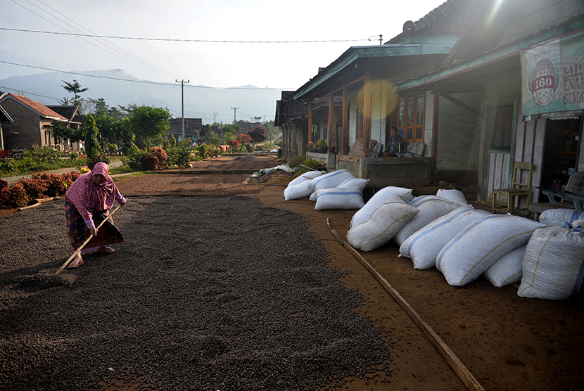 Warga menjemur kopi di halaman rumahnya di Desa Sukamaju, Ulubelu, Tanggamus, Lampung, Rabu (29/7).