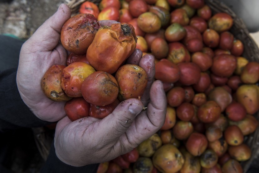 Petani Gayo Biarkan Tomat tak Dipanen Hingga Membusuk 