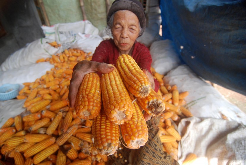 Warga menunjukkan jagung hasil panennya di Kawengen, Kabupaten Semarang, Jawa Tengah, Selasa (24/1).