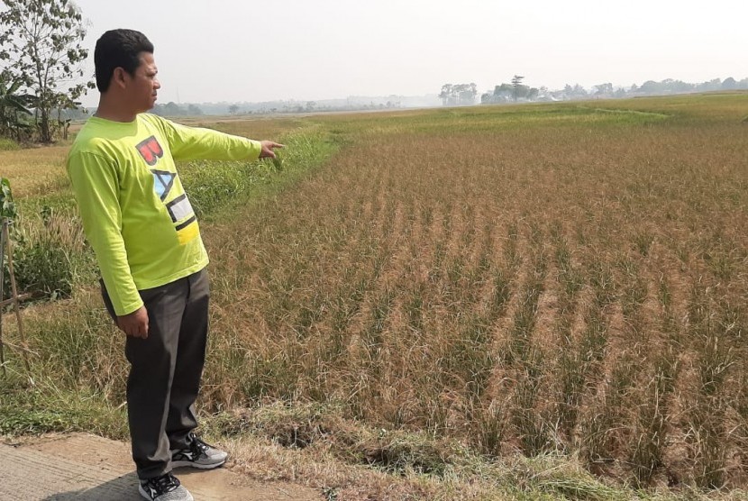 Warga menunjukkan lahan sawah yang mengalami kekeringan di Kabupaten Bekasi. Pemkab Bekasi mengantisipasi bencana kekeringan melalui pemetaan wilayah rawan.
