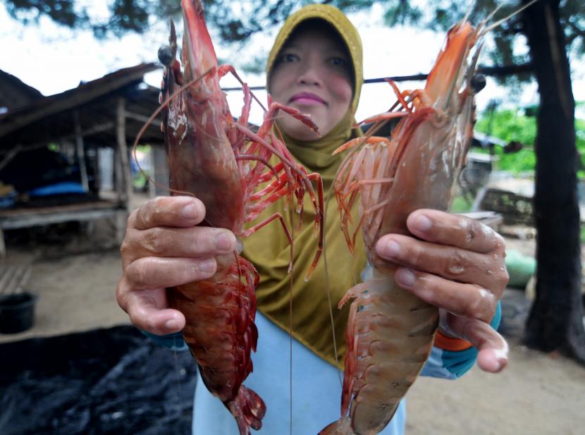 Inilah Tiga Produk Makanan RI Paling Dicari Pasar Ekspor. Warga menunjukkan udang tangkapan nelayan pesisir Jumiang, Pamekasan, Jawa Timur, Ahad (12/4/2020). 