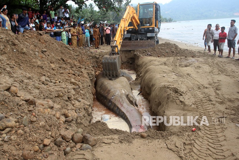 Warga menyaksikan operator alat berat mendorong Ikan Hiu Paus (rhincodon typus) yang terdampar dan mati (ilustrasi)
