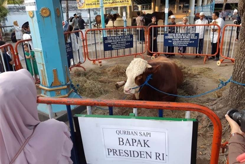 Warga menyaksikan sapi kurban Presiden Joko Widodo di Masjid Agung Solo, Rabu (22/8)