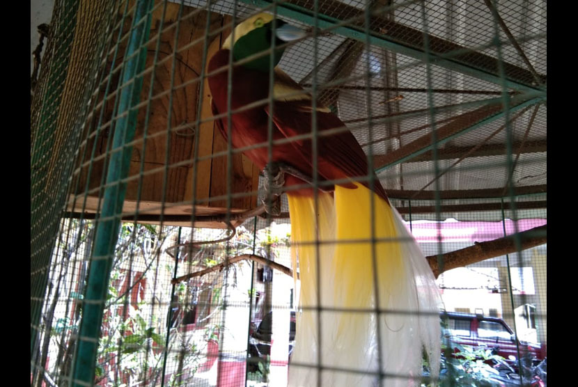Burung cendrawasih, satwa dilindungi asli Papua. BBKSDA Papua mengingatkan masyarakat untuk tidak menggunakan mahkota dari burung cenderawasih asli dalam perhelatan Pekan Olahraga Nasional (PON) XX mendatang.